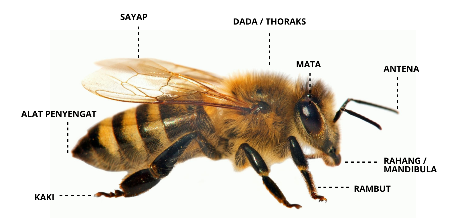 Anatomi Lebah Madu Seperti Apa Ya?