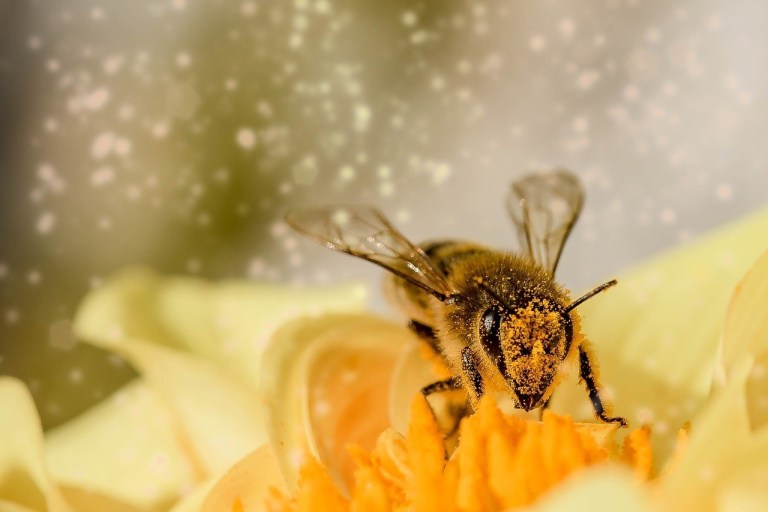 Peranan Penting dan Ancaman Punahnya Lebah Madu